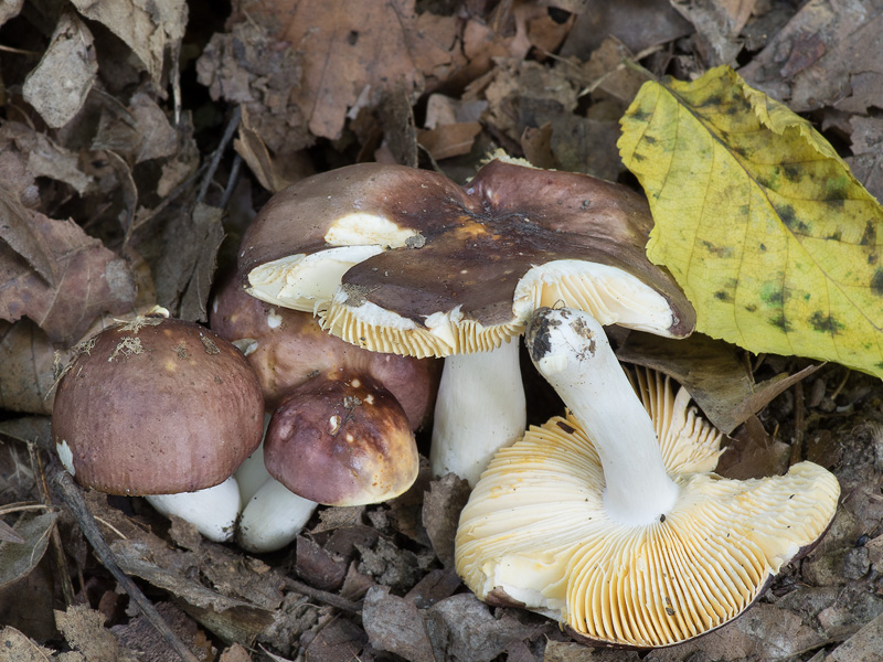 Russula carpini